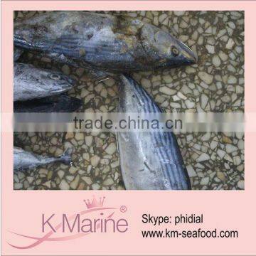 Skipjack Tuna Fish lot number#kmw4037