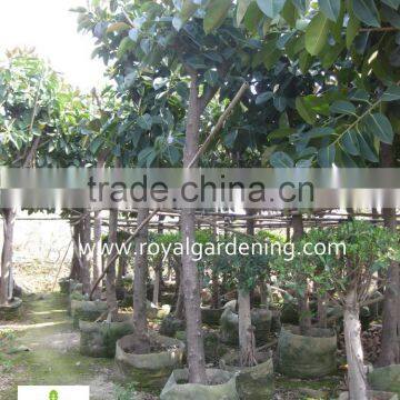 Ficus elastica Tropical trees