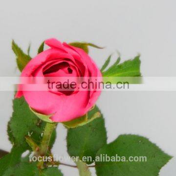 Wholesale vendela flowers fresh cut flowers roses lobby decoration flowers