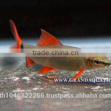 Rainbow Shark Fish/Ornamental Fish Thailand photo-2