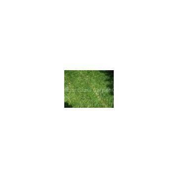 Eco-friendly 11600Dtex Carpet Synthetic Artificial Grass 35mm, Gauge 3/8 for Outdoor