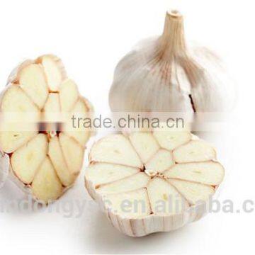 The Best Vegetable Product From China Fresh Garlic photo-2