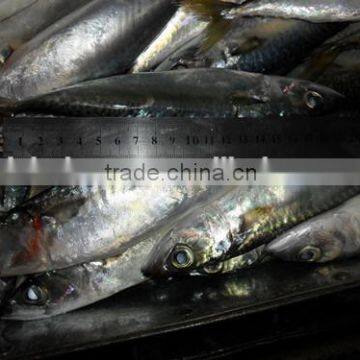 frozen horse mackerel packaging with woven bags 50- 60 pcs