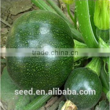 jade pearl round dark green hybrid squash seeds