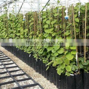 Plastic Plant Black Nursery Bag for Seeding, Transplant and Growing photo-2