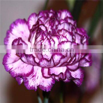 Fresh Cut Flower Classical Single Gerbera Decoration Flowers