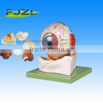 Human Anatomical Eyeball model ,Eye Model for study