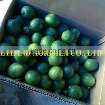 GREEN FRESH LIMES FROM VIETNAM