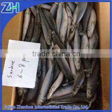 good quality all types of frozen sardine fishes whole round for canned seafood