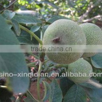 Walnut oil for cooking