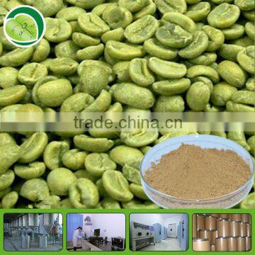 100% pure Green coffee bean extract/hot sale chlorogenic acid