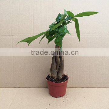 Pachira Macrocarpa Outdoor Flowering Plants for Home Garden photo-3