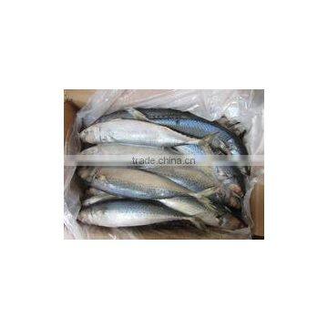 HORSE MACKEREL FISH