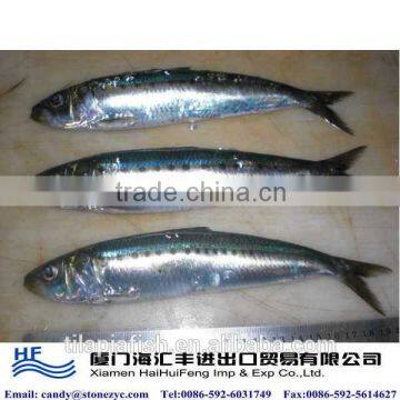 Newly caught frozen sardine fish