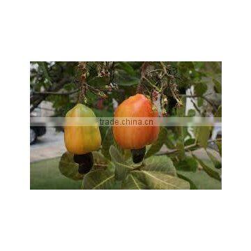 Anacardium occidentale, Acajou occidentale (Cashew Nut, Kaju, Cashew Apple)