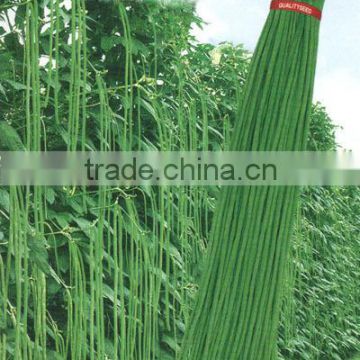 Grow Vigorously Asparagus Beans Seeds Chinese Long Bean Seeds For Sale