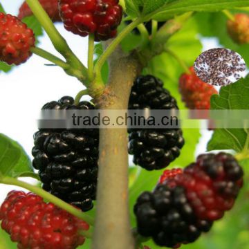 Tree Seeds Mulberry seeds for planting both for leaves and for fruits