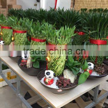 Dracaena Sanderiana Sander photo-3