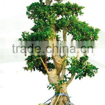 ficus microcarpa-multibranch
