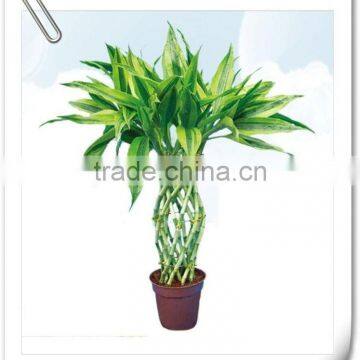 Lucky Bamboo
