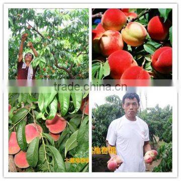 100% Humic Acid Water Soluble Fertilizer 12-5-25 photo-3