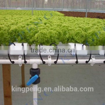 Agricultural baby lettuce cultivation greenhouse