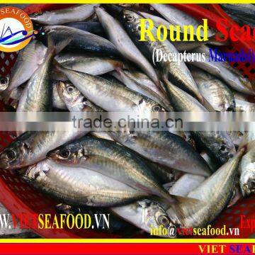 FROZEN MARUADSI WHOLE ROUND (ROUND SCAD) photo-5