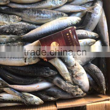 Competitive Price Wholesale Round Frozen Sardine for Canning photo-2