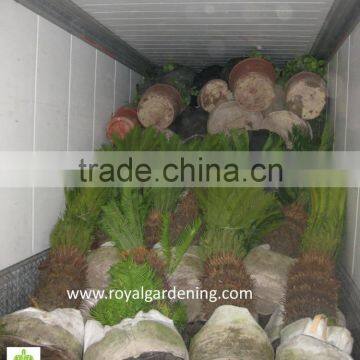 Cycas Revoluta ( Sago Palm) Outdoor Plant photo-3