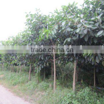 ficus altissima field