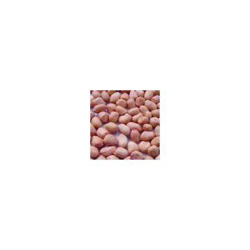 Peanut Kernels