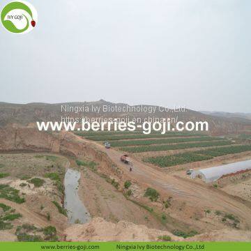 Factory Supply Nutrition Dried Chinese Wolfberry photo-3