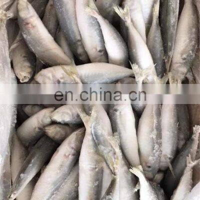 Frozen Galunggong Round Scad