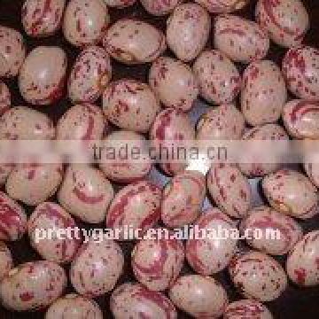 Light Speckled Kidney Beans (LSKB)