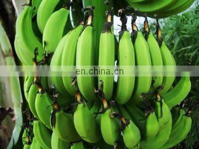 Shanghai Hochabzugsrate Grüne Bananenschälmaschine Bananenschäler photo-4