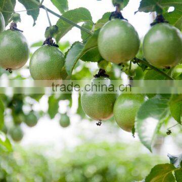 Passion Fruit Vietnam Specialties Fresh Passion Fruit Fresh Passion Fruits for Sale photo-5