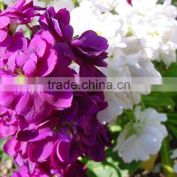 New Best Sell Violet Purple Plant photo-3
