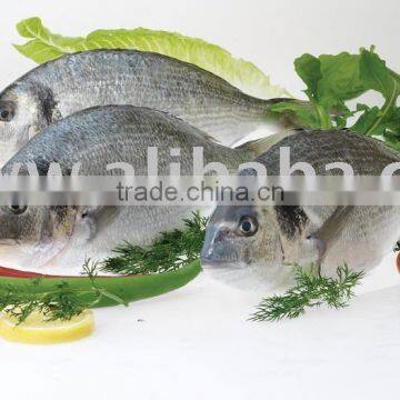 Sea Bream
