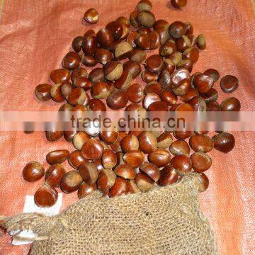 Cheastnut/Fresh chestnut/ Cheastnut wholesale