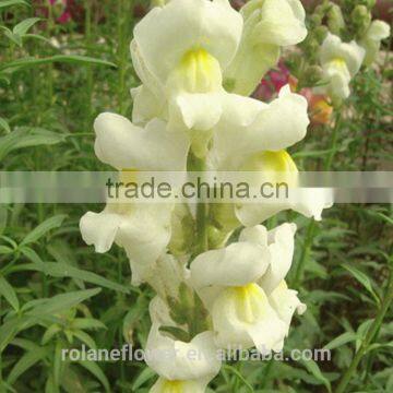 the best quality beautiful natural white snapdragon flower from yunnan