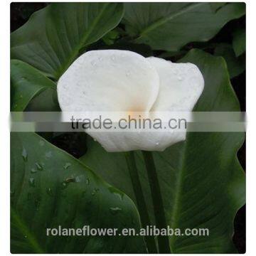 Wholesale High Quality Beautiful Cut White Calla Lily Flower photo-3