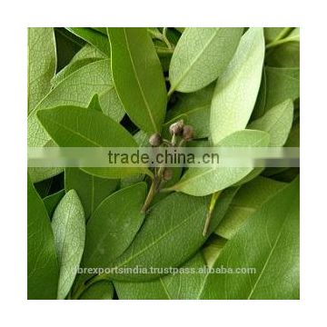 Bay Leaf Oil or Bay Oil