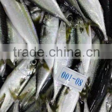 Good Quality Frozen Pacific Mackerel Fish for Sale photo-2