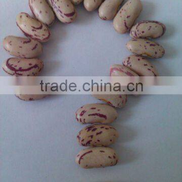 Light Speckled Kidney Bean ( long shape,2010 crop)