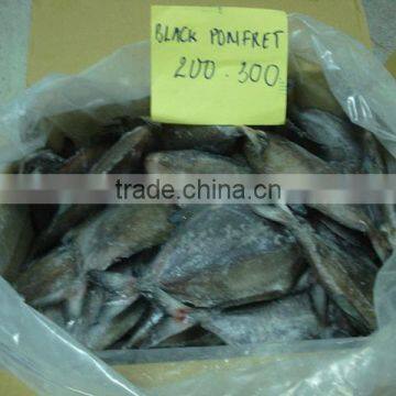 FROZEN BLACK POMFRET WHOLE ROUND