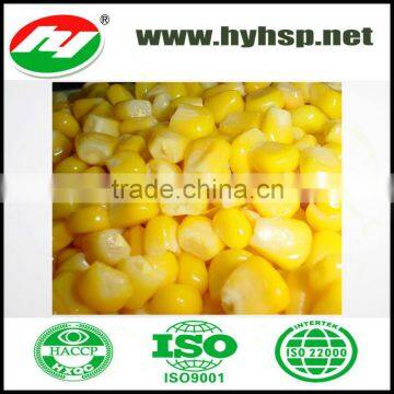 Fresh Yellow Corn Kernels IQF Corn Kernels