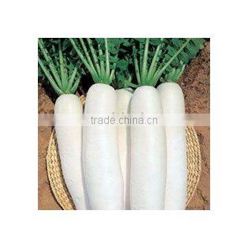 Turnip