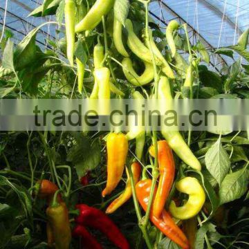 High quality high yield Hybrid vegetable pepper seeds for growing-Te Li Sha