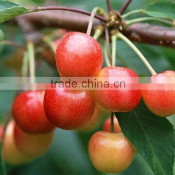 New Canned Sweet Cherry in YANTAI