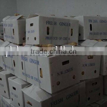 Fresh Washed Ginger photo-5